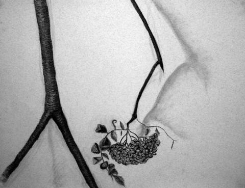 A charcoal drawing by Desi Peddle