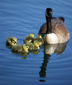 ducks for umfk news story