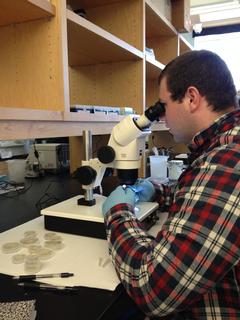 Zachery Beal, UMFK senior biology student, looking and transferring C. elegans worms from one plate to another.