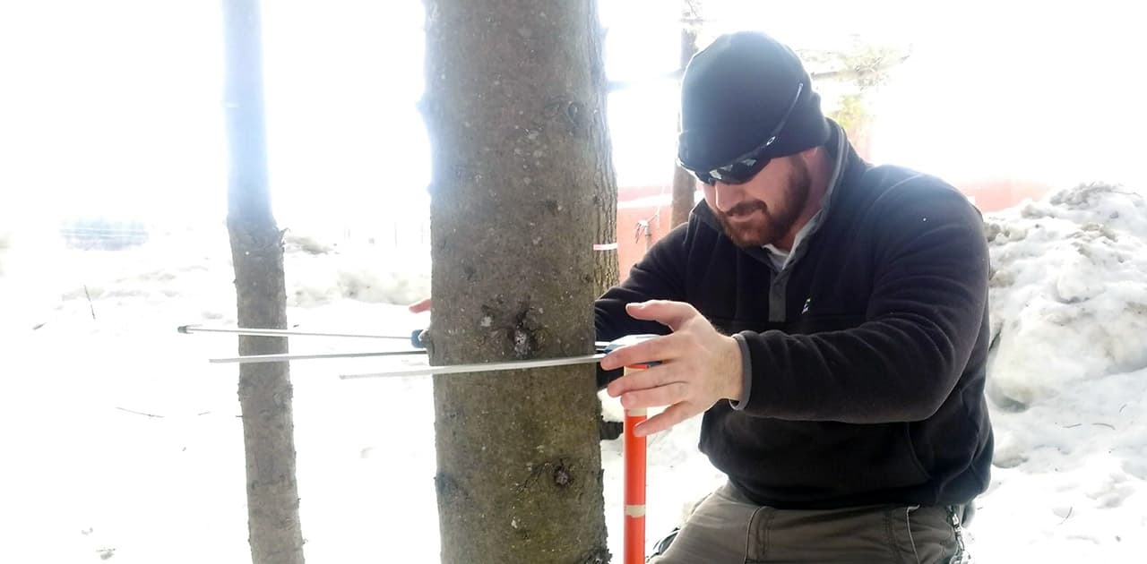 UMFK student assessing a tree