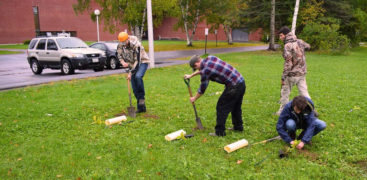 UMFK forestry students planting trees on the UMFK campus