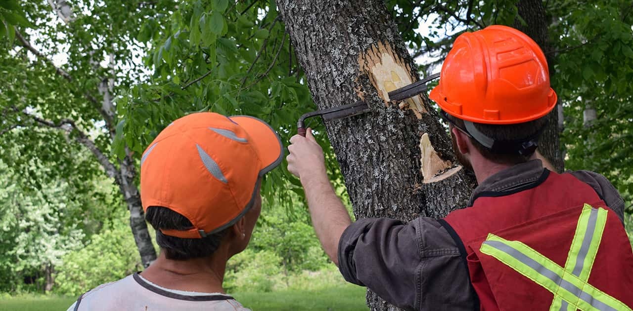 a professor and student shave bark from a tree